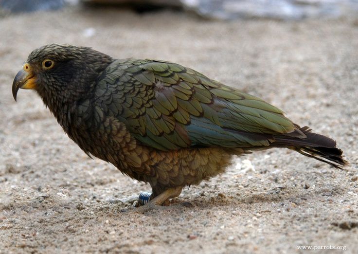 a green and brown bird standing on the ground