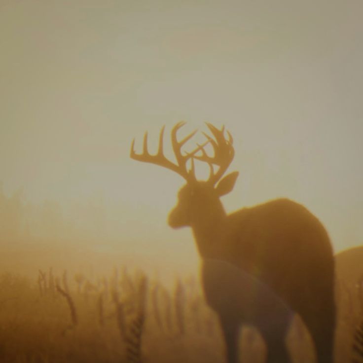 a deer standing in the middle of a field