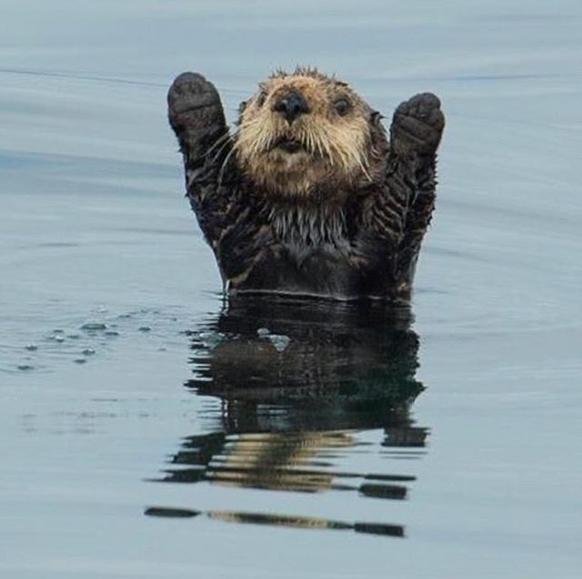 an animal floating in the water with its paws up