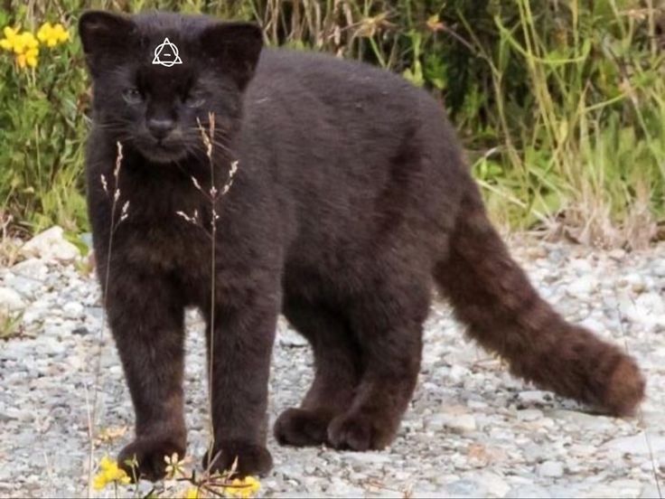 a small black cat standing on top of a gravel road next to grass and flowers