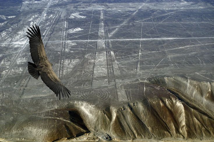 a large bird flying over the top of a mountain