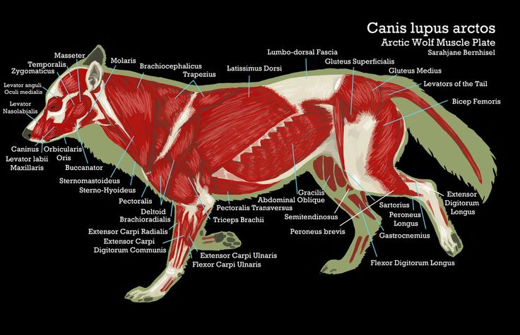 an animal's muscles are labeled in red and white on a black background,