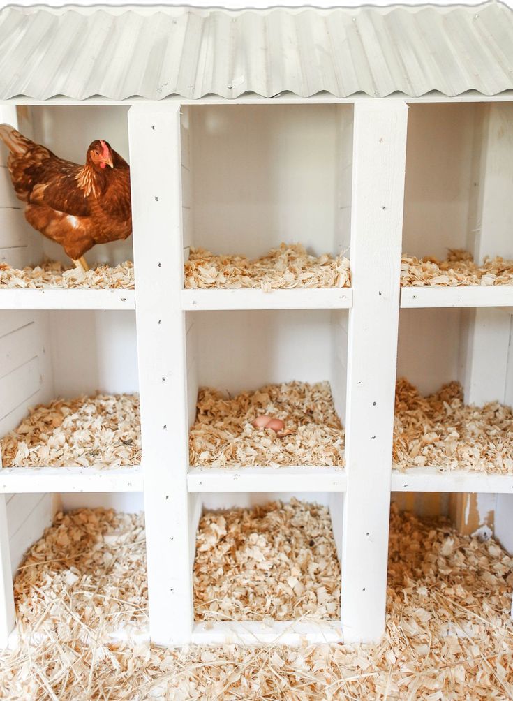 a chicken is standing in the corner of a shelf filled with hay and other things