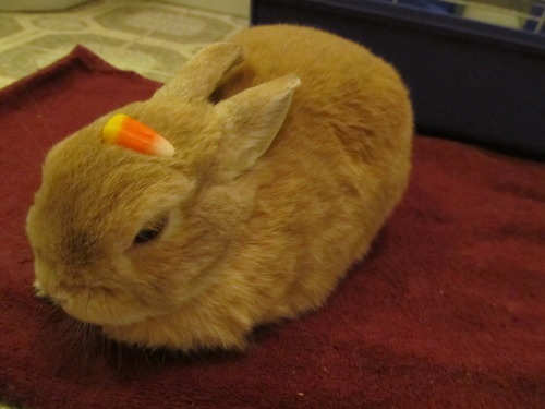 an orange bunny with a carrot on it's ear sitting on a red towel