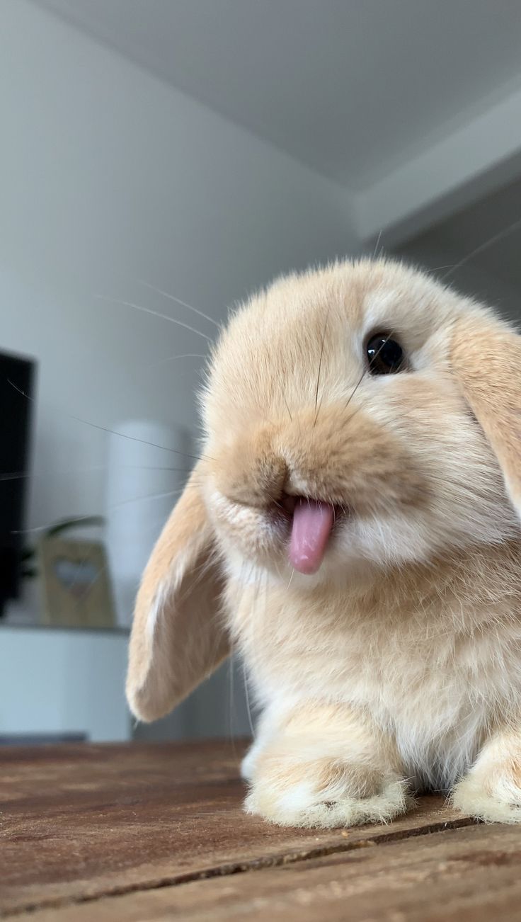 a small rabbit sitting on top of a wooden table