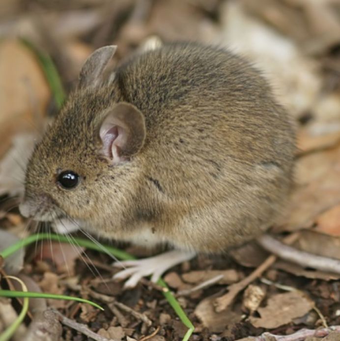 a small rodent is sitting on the ground