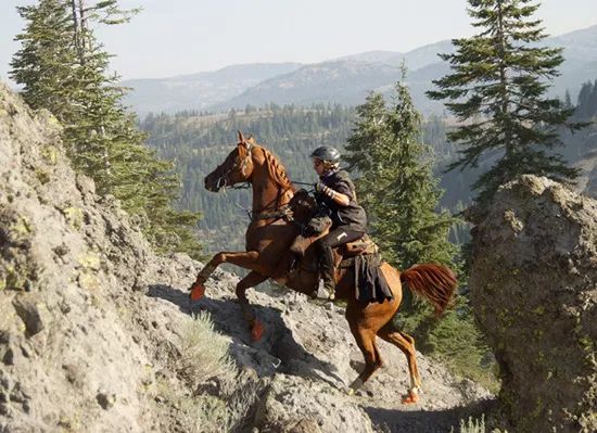 a man riding on the back of a brown horse down a rocky hillside covered in pine trees