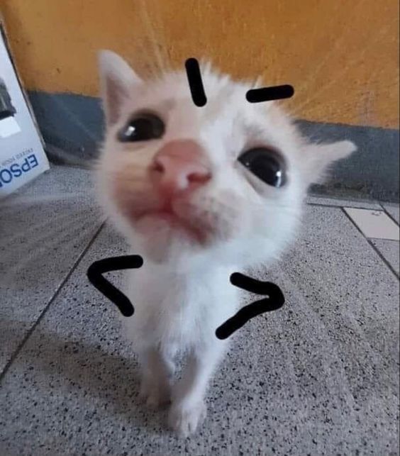 a white cat with black marks on it's face and nose, looking at the camera