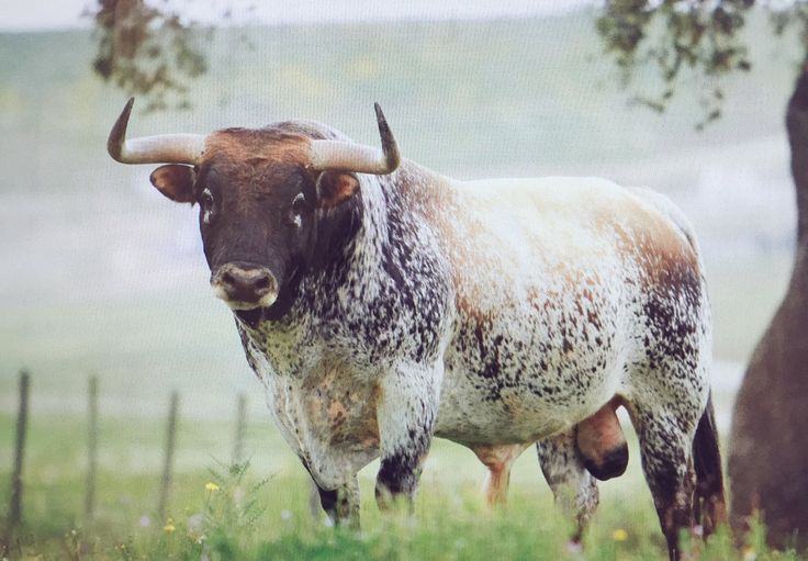 a bull with horns standing in the grass