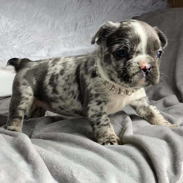 a small gray and white dog standing on top of a bed next to a blanket