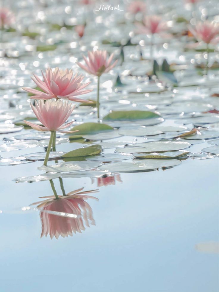 pink water lilies floating on top of a lake