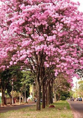 a tree with pink flowers in the middle of a street