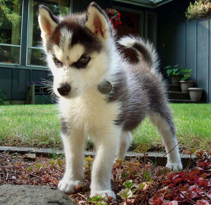 a small husky dog standing on top of grass