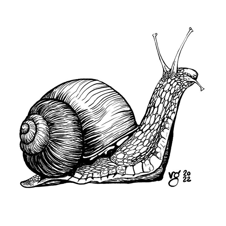 a black and white drawing of a snail