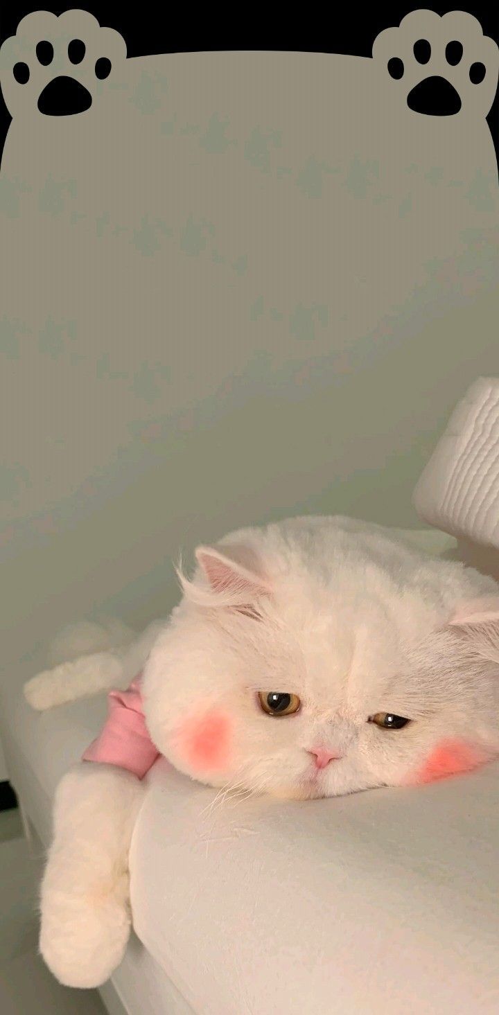 a white cat laying on top of a bed