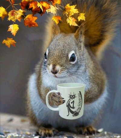 a squirrel holding a coffee cup with the words coffee time written on it's side