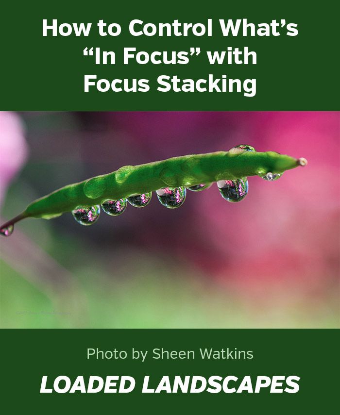 a green book cover with the title how to control what's in focus with focus stack