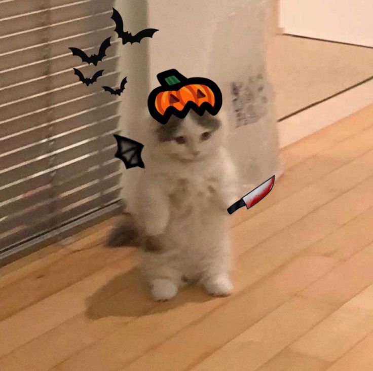 a white cat standing on its hind legs in front of a window with halloween decorations