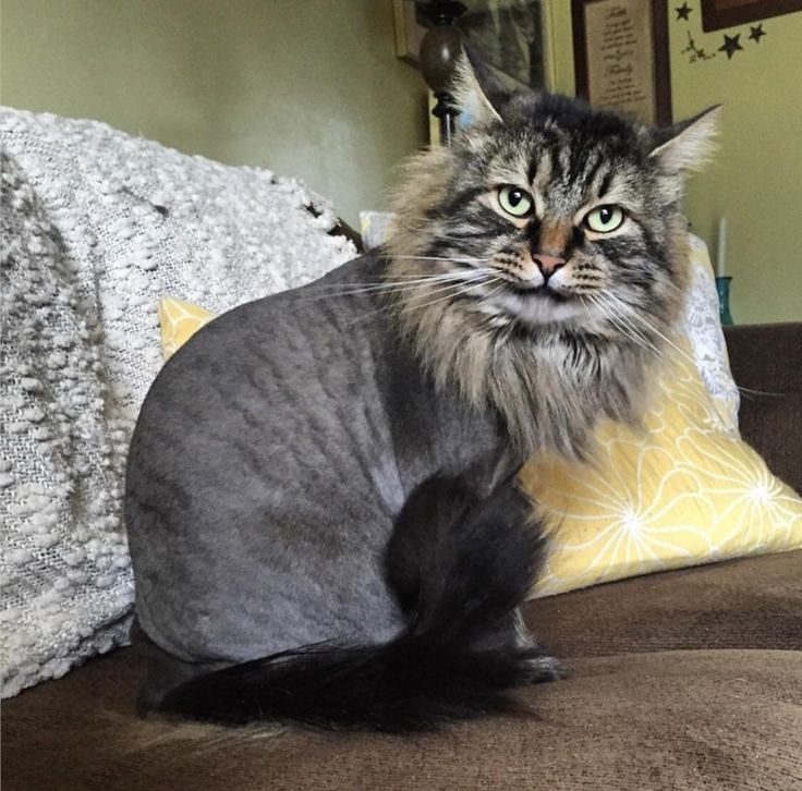 a cat sitting on top of a couch next to a pillow