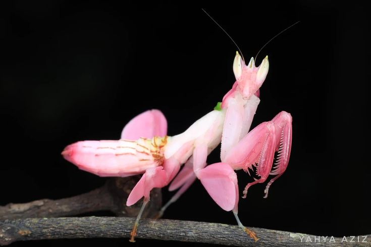 a close up of a pink praying mantissa on a branch with black background