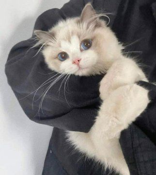 a person holding a white and gray cat in their arms while wearing a black jacket