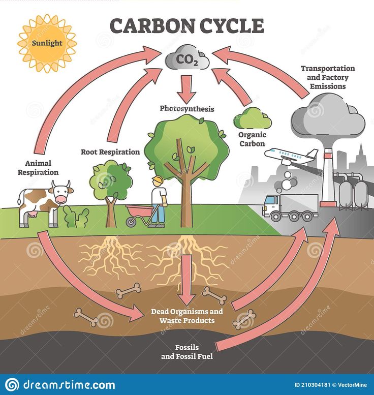 the carbon cycle diagram showing how it works