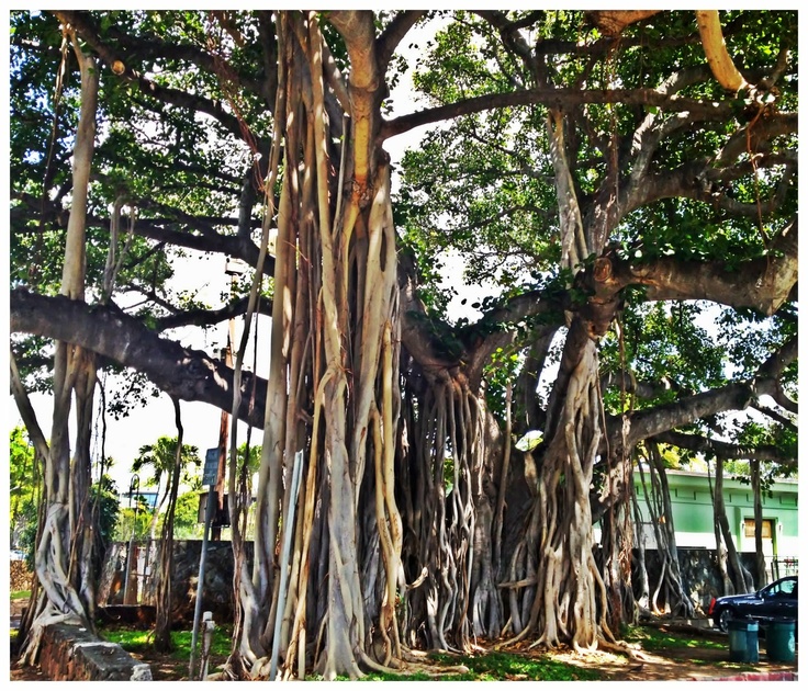 a large tree with lots of roots in the middle of it