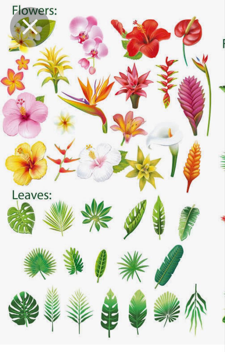 the different types of flowers and leaves are shown in this image, including pinks, yellows, and green