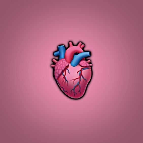 the human heart on a pink background