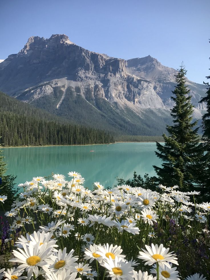 white daisies are in the foreground with mountains in the background and blue water