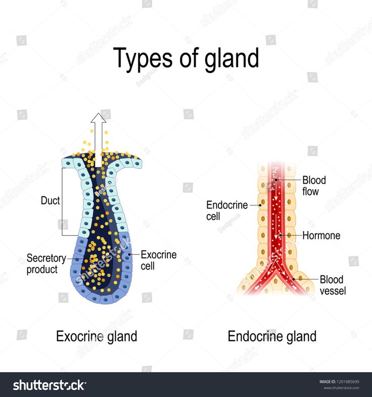 the types of glaud and endocinotic gangs stock photo royalty