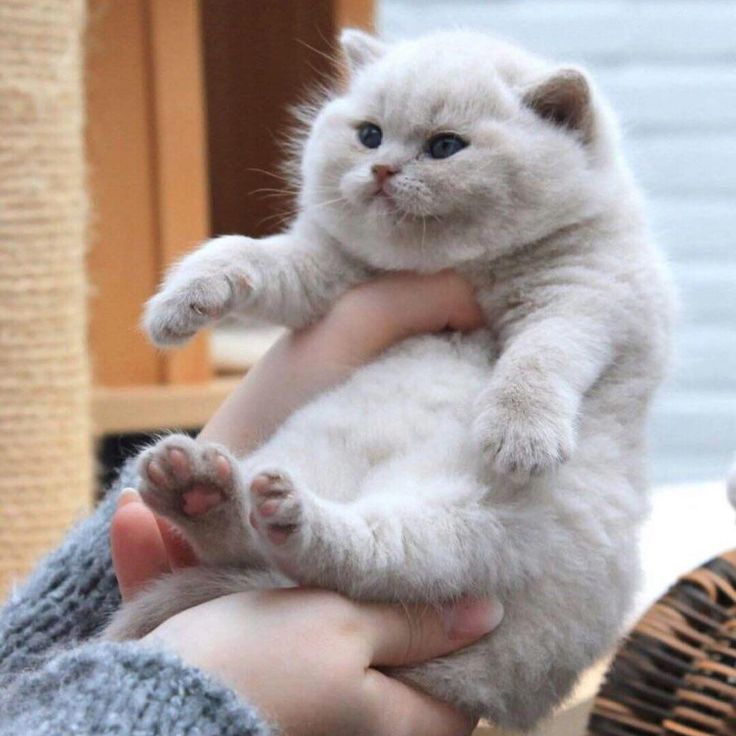 a person holding a white kitten in their hand