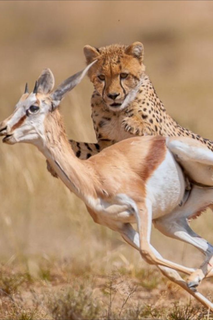 two cheetah and gazelle running in the wild with their backs to each other