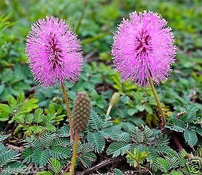 two pink flowers with green leaves on the ground