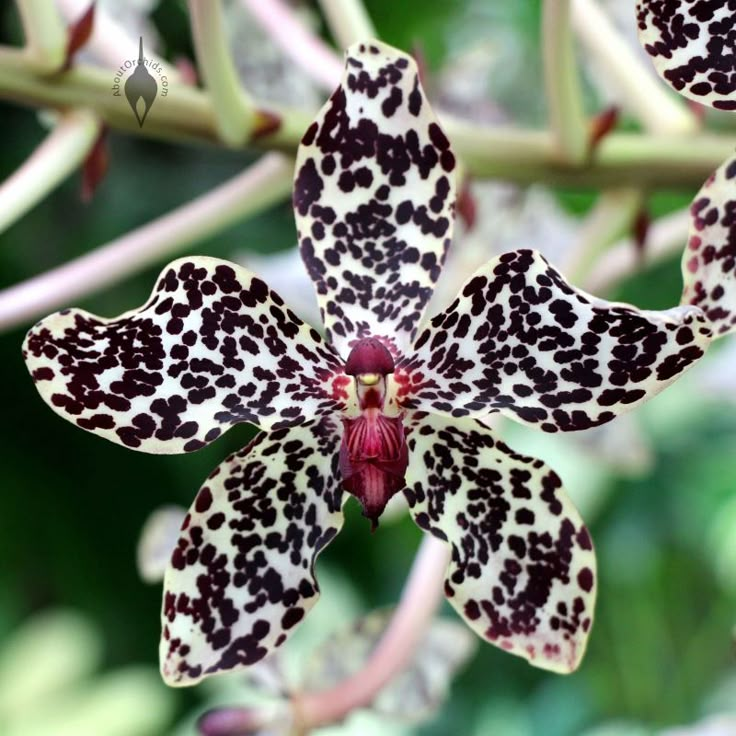 an orchid with black and white spots on it