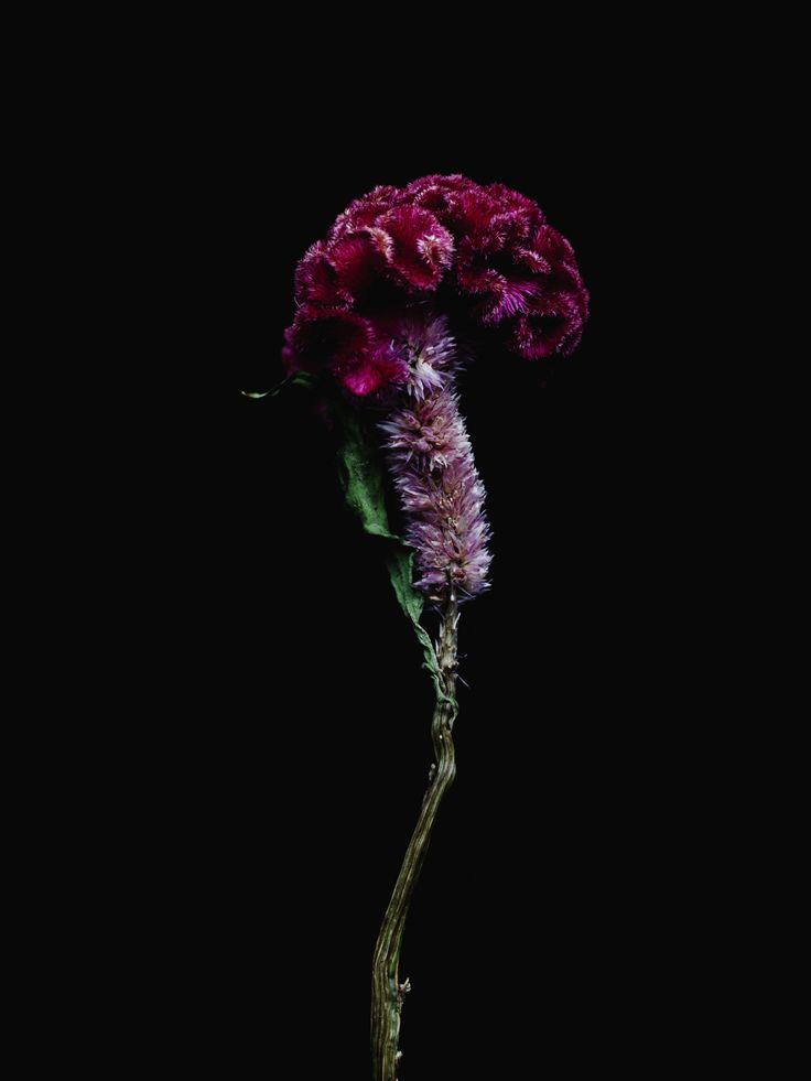 Billy Kidd Billy Kidd, Cool Name, Amazing Dp, Indian Eyes, Botanical Photography, Insta Highlights, Alfred Stieglitz, Flower Quilts, Midnight Garden