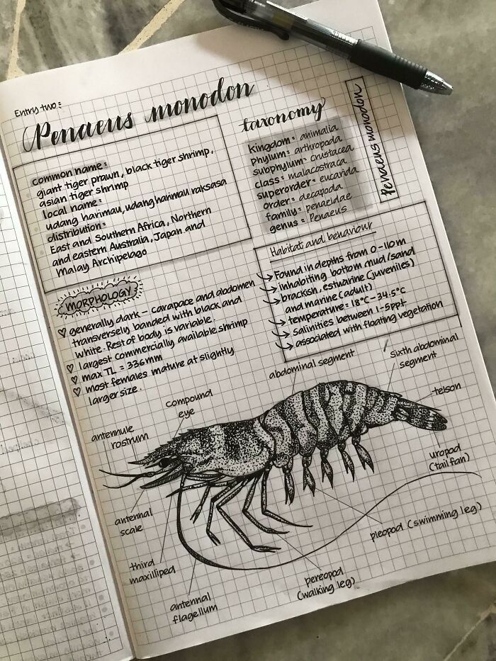 an open notebook with some writing on it and a drawing of a shrimp in the middle