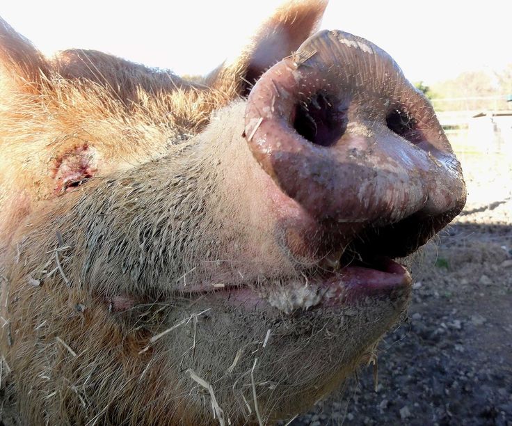 a close up of a cow's nose with dirt on it