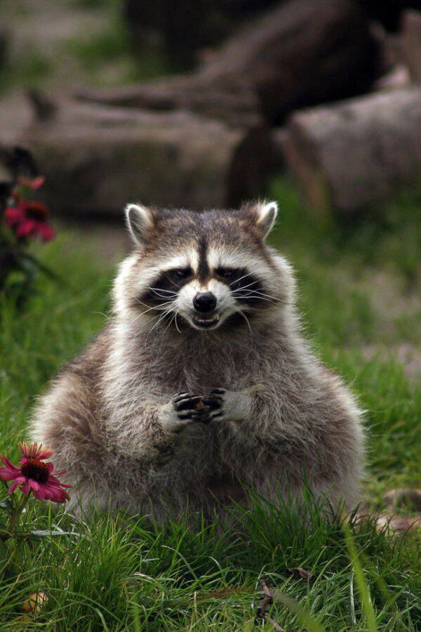 a raccoon sitting in the grass with its mouth open