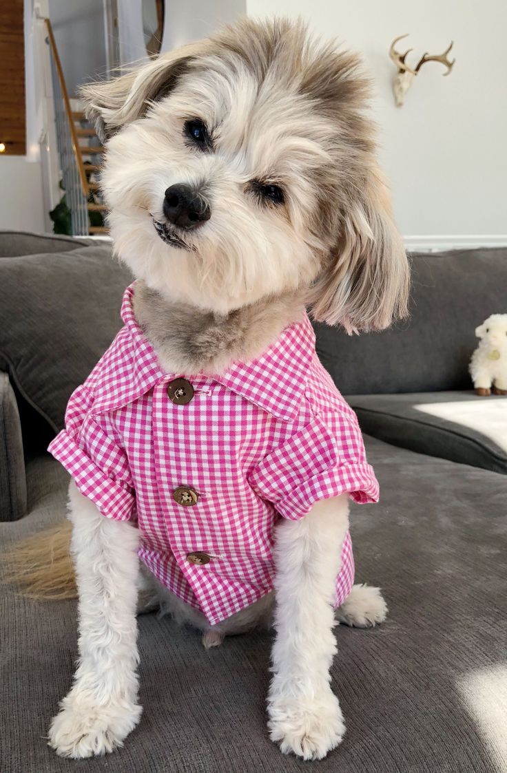 a small dog wearing a pink and white checkered shirt sitting on top of a couch