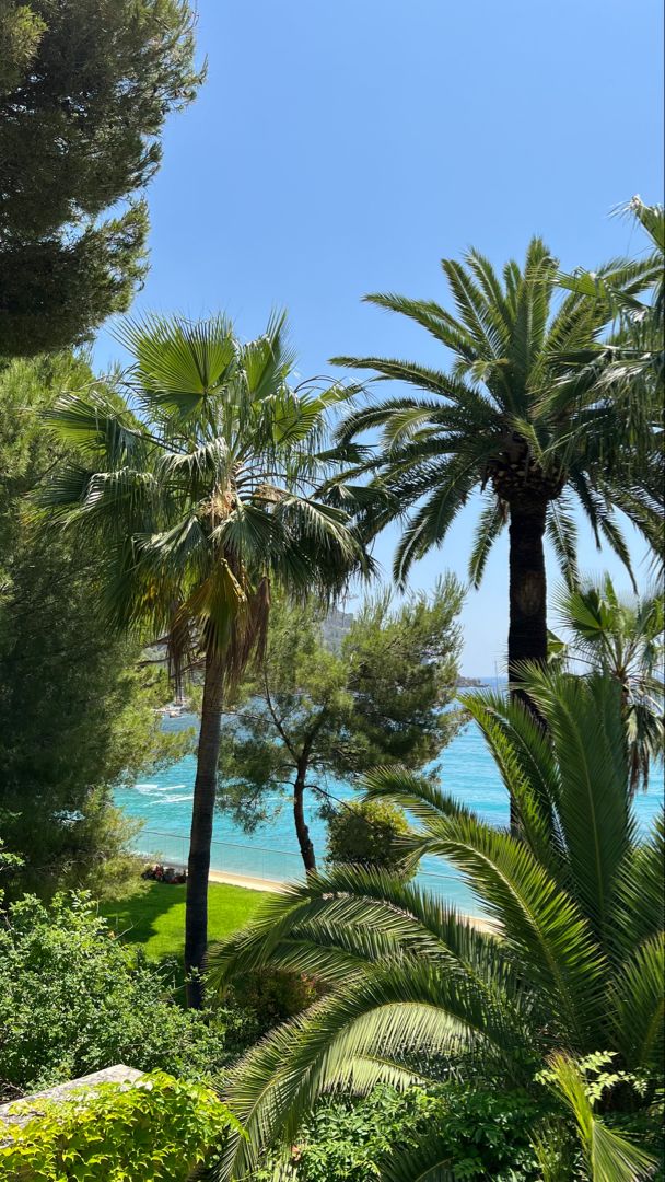 palm trees and blue water in the background