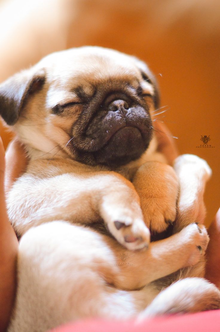 a small pug puppy is being held in someone's arms by its owner