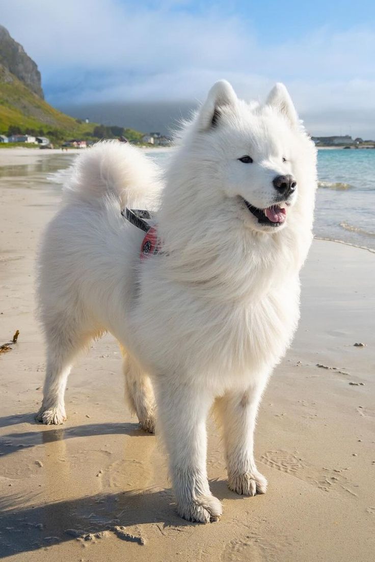 really cute dogs the samoyed standing on the beach Yuki Core, Dogs Samoyed, Samoyed Puppies, Aesthetic Dogs, Cute Fluffy Dogs, Diy Dog Kennel, Samoyed Dog, Big Dog Breeds, Samoyed Puppy