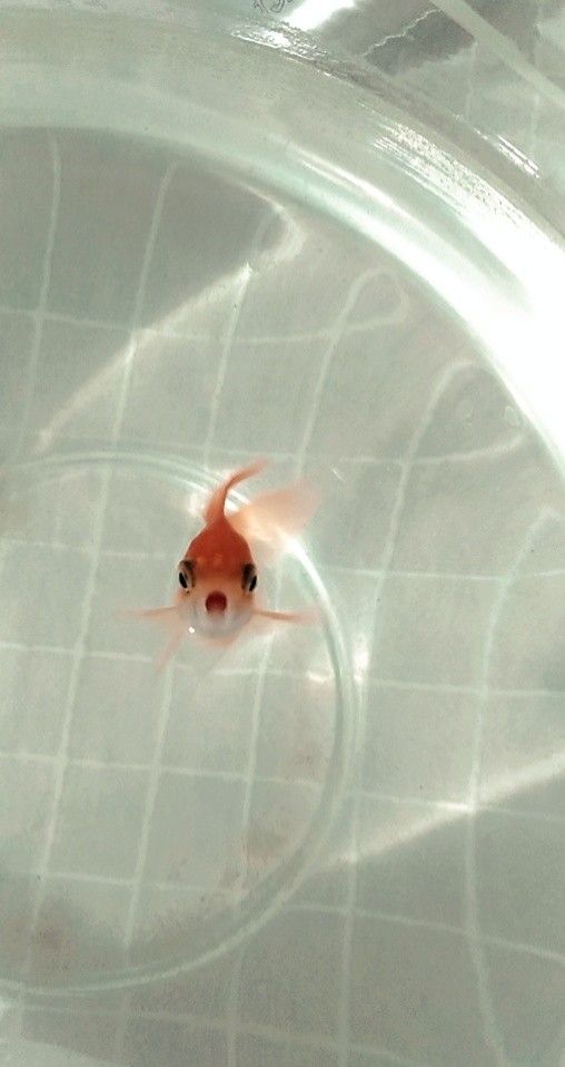 a goldfish swimming in a clear bowl