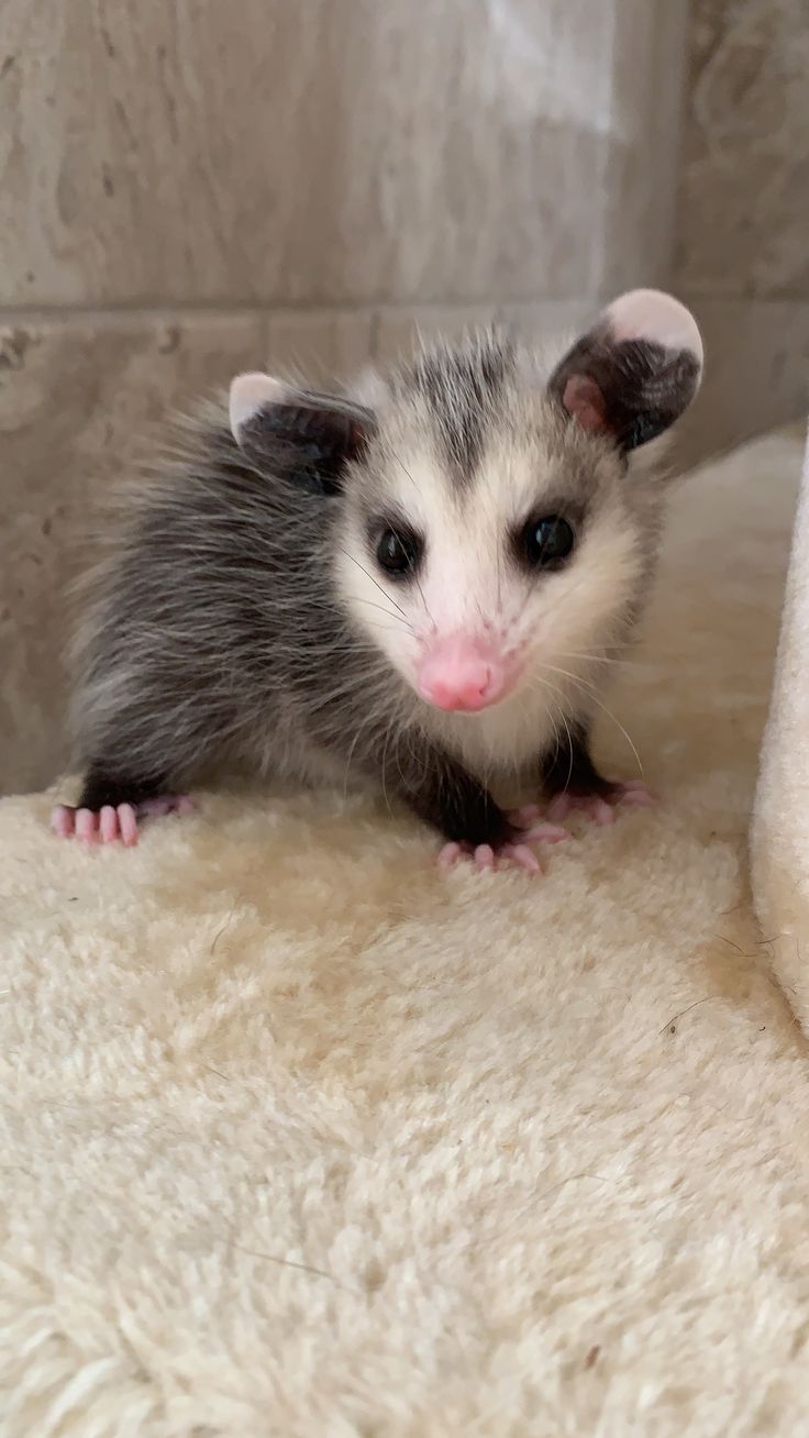 a small gray and white ferret sitting on top of a fluffy rug next to a shower curtain