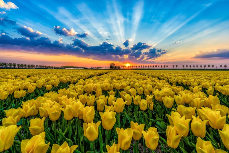 the sun is setting over a field of yellow tulips