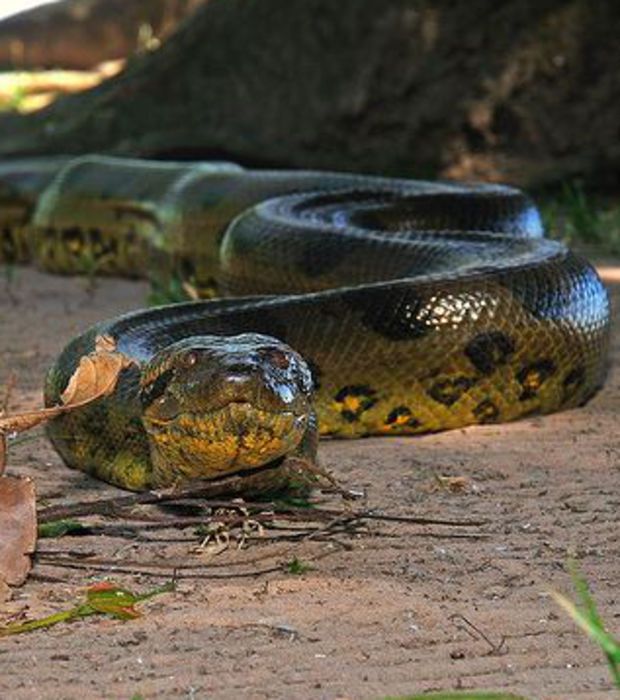 a snake that is laying down on the ground