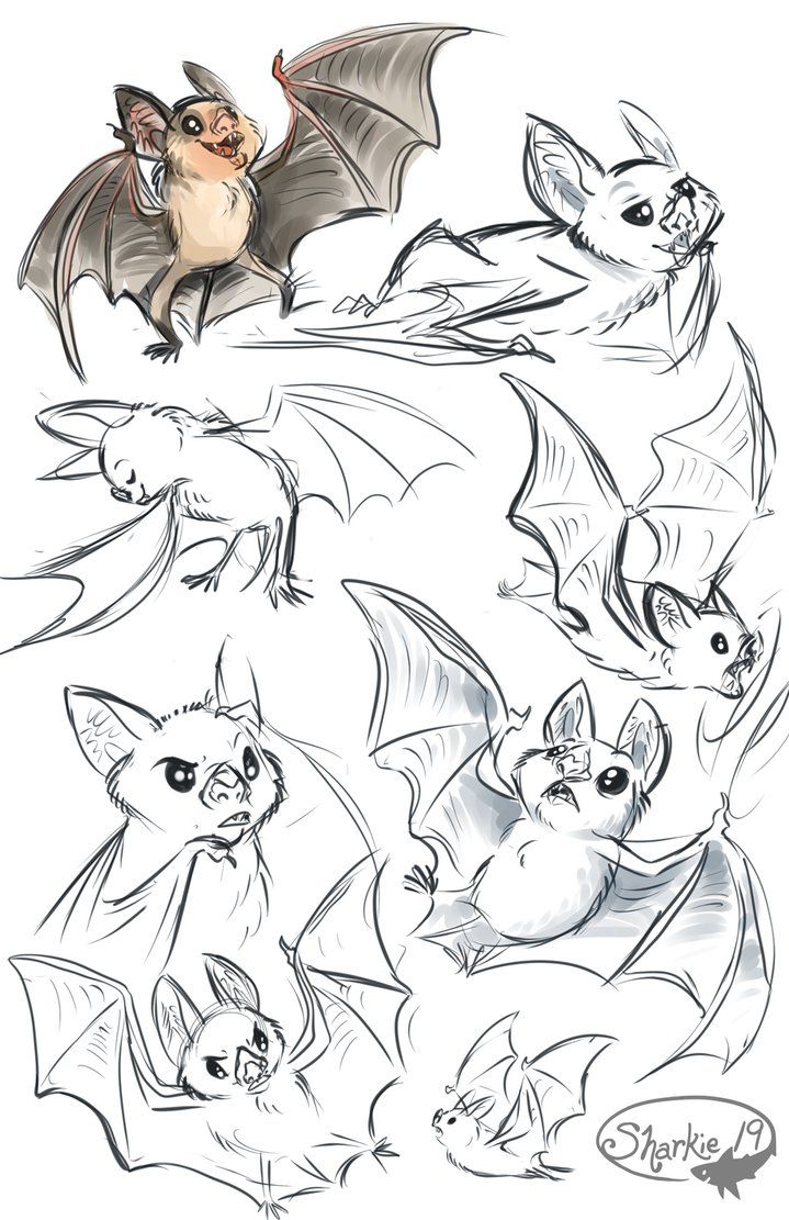 several different types of bats in various poses