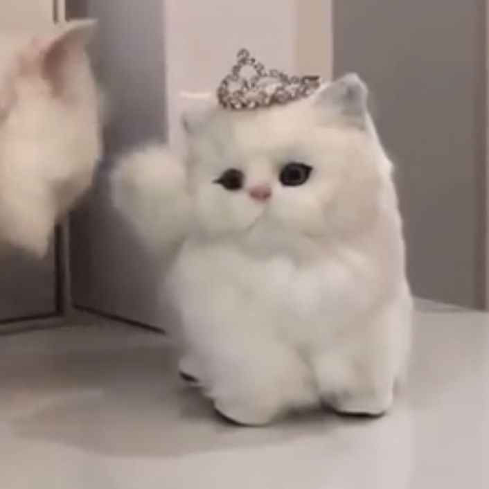 a fluffy white cat with a tiara on its head standing in front of a mirror