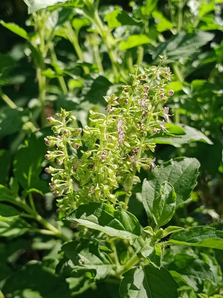 some very pretty green plants with lots of leaves in the background and one plant has tiny flowers on it